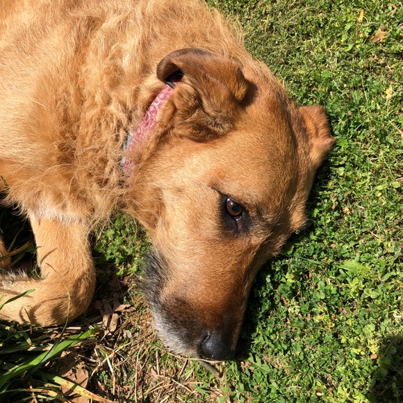 Meet your Posher, Rex - Picture 1 of 1